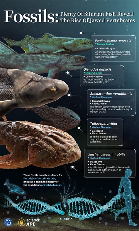 how are fish similar to humans